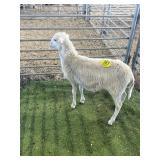 ARBY3390 WHITE RAM 55# P60