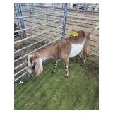 ARCF6579 RED WHITE NUBIAN DOE 104# P53