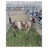 ARCF6578 TRI COLOR NUBIAN DOE 119# P53