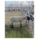 OK00359224003 BLK FACED CROSS WETHER 114# P37