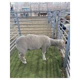 ARS1200043 WHITE DORSET WETHER 125# P37