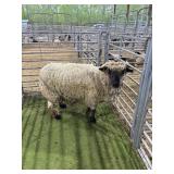 NE16292221 BLACK FACED SHOW EWE 256# P59