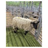 TX1552121148 BLACK FACED SHOW EWE 242# P59