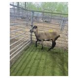 ARCF6645 BARBADO EWE 73# P11