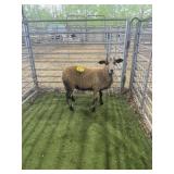 ARCF6648 BARBADO RAM 53# P11