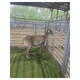 ARCF6640 TAN BARBADO EWE 107# P11