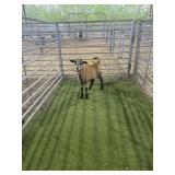 ARCF6644 BARBADO EWE 32# P11