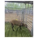 ARCF6641 BARBADO RAM 43# P11