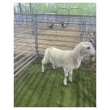 ARCF6688 WHITE EWE LAMB 55# P52