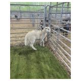 ARCF6687 WHITE EWE 43# P52