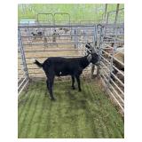 ARCF6762 BLK WHITE WETHER 75# P29A