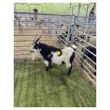 ARCF6765 BLK WHITE BUCK 70# P30B