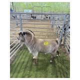 ARCF6754 BROWN WHITE BUCK 98# P29B