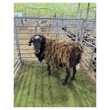 ARCF6760 BLK WHITE RAM 158# P56