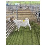 ARCF6755 BROWN WHITE BUCK 58# P29B