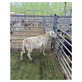 ARCF6767 WHITE EWE 92# P30A