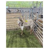 ARCF6753 BROWN WHITE BUCK 98# P29B