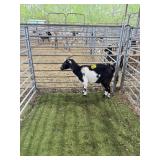 ARCF6761 BLK WHITE DOE 60# P29A