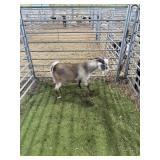 ARCF6756 BROWN WHITE BUCK 38# P29B