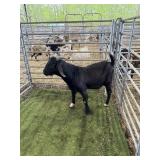 ARCF6771 BLK BUCK 83# P30A