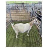 ARCF6764 TAN WHITE DOE 80# P30B