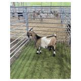 ARCF6766 TRI COLOR BUCK 39# P30B