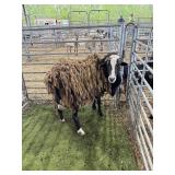 ARCF6759 BROWN WHITE RAM 164# P56