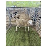 ARCF6768 WHITE EWE 68# P30A