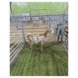 ARCF6763 BROWN WHITE WETHER 62# P29A