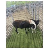 ARCF6627 BLK WHITE EWE+2 186# P8