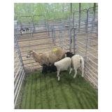 ARCF6633 TRI COLOR EWE+2 178# P10