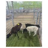 ARCF6630 BLK WHITE EWE+2 150# P9