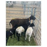 ARCF6615 BLK EWE+3 206# P4