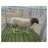 ARCF6639 BLK WHITE RAM 167# P13