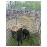 ARCF6636 TRI COLOR EWE+2 157# P13