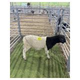 ARCF6748 BLK WHITE RAM 74# P58
