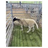ARCF6747 BLK WHITE EWE 70# P58