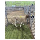 ARCF6744 BROWN WHITE WETHER 134# P58