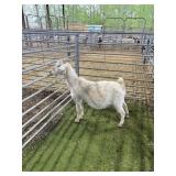 ARBJ8278 WHITE NANNY 75# P34