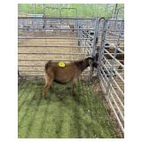 ARCF6743 BROWN BUCK 53# P34