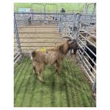 ARCF6750 BROWN BUCK 61# P57