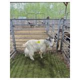 ARCF6751 WHITE BUCK 60# P57