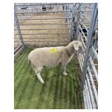 ARCF6746 WHITE WETHER 70# P58