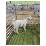 ARCF6742 WHITE 3MO WETHER 60# P31