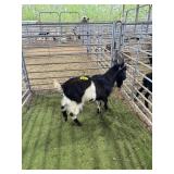 ARCF6752 BLK WHITE BUCK 56# P57