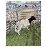 ARCF6749 BLK WHITE EWE 62# P58