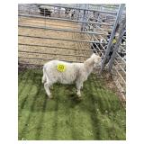 ARCF6740 WHITE RAM 26# P37