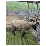NE43062209 BLACK FACED SHOW EWE 185# P59