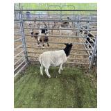 ARCF6794 BLK WHITE RAM 32# P32