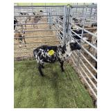 ARCF6792 BLK WHITE RAM 45# P32